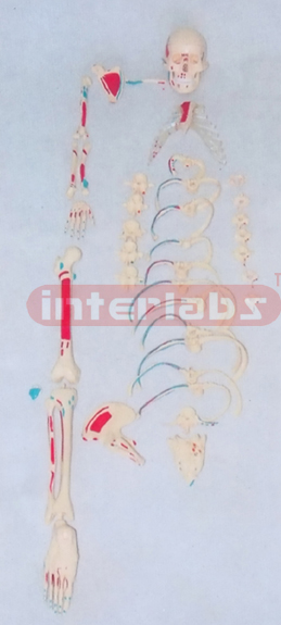 MIDDLE ADULT RIGHT MUSCLE PAINTED, RIGHT SCATTERED SKELETON MODEL.